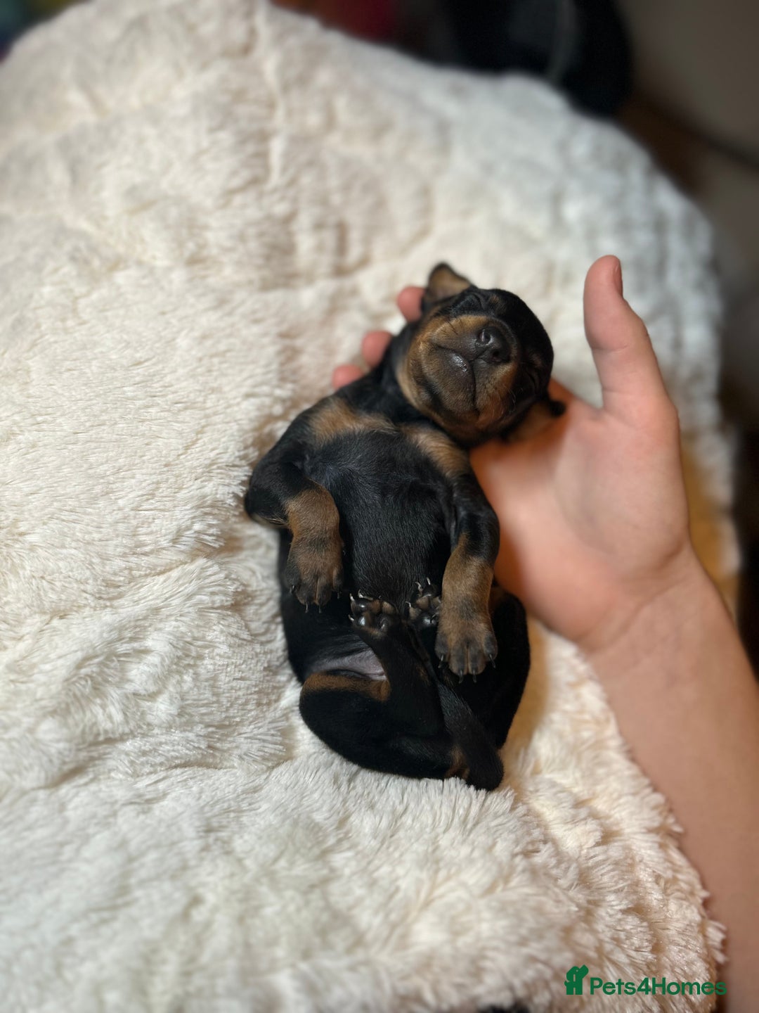 Miniature Pinscher dogs for sale: Gorgeous MinPin Puppies-Ready from 8th Dec! - Advert 8