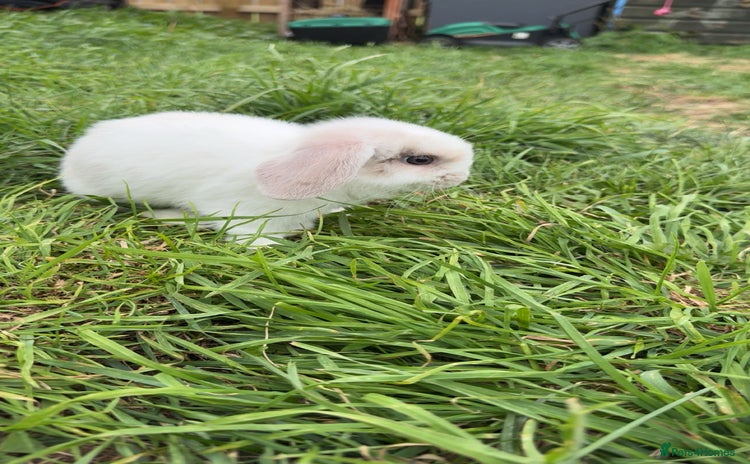 Mini Lop rabbits - Advert 11