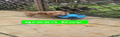 Cockapoo 1