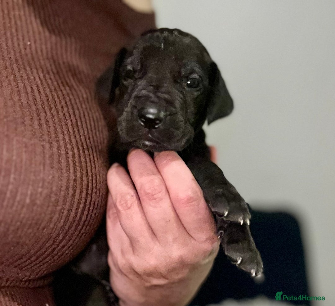 Great Dane dogs for sale: Stunning Great Dane Puppies  - Advert 32