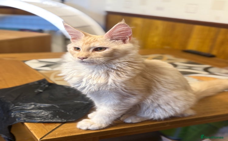 Maine Coon cats in Boston - Advert 5