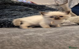 Ragdoll cats for sale: Last 2 female ragdoll kittens for sale - Image 5