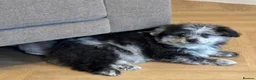 Mixed Breed dogs for sale: Last 2 Pomenese pups  in Kinross - Advert 14