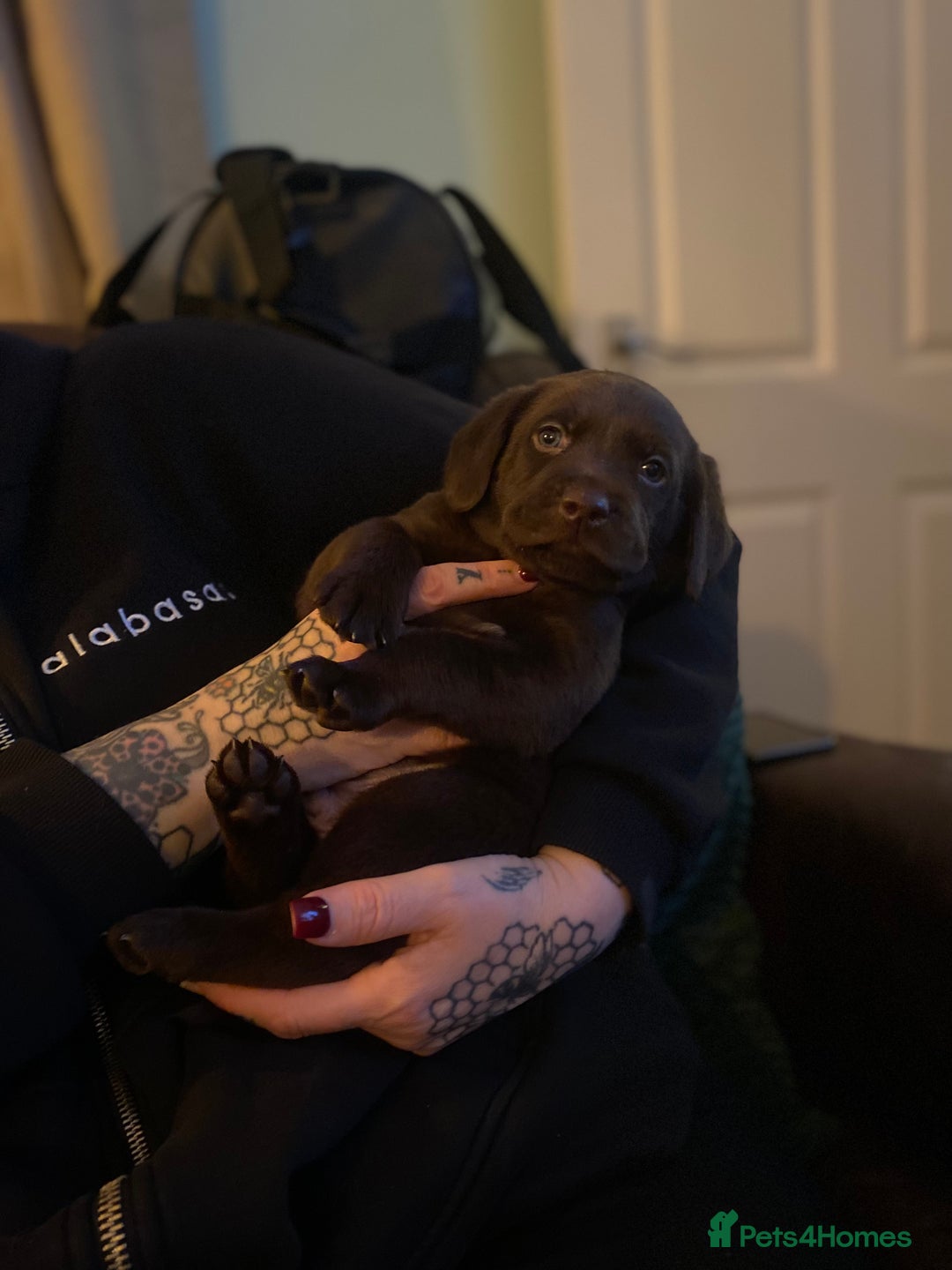 Labrador Retriever dogs for sale: Chocolate and Black Labrador Puppies - Advert 36