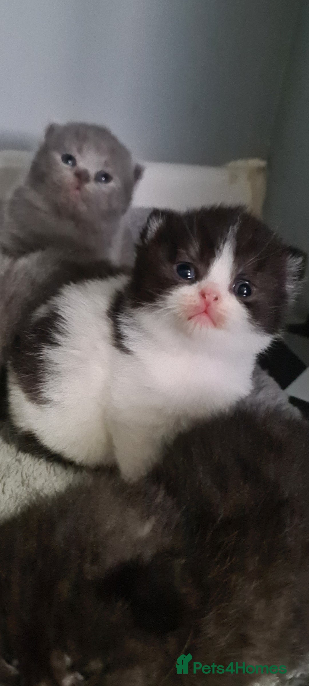 British Shorthair cats British shorthair kittens  - Advert 9