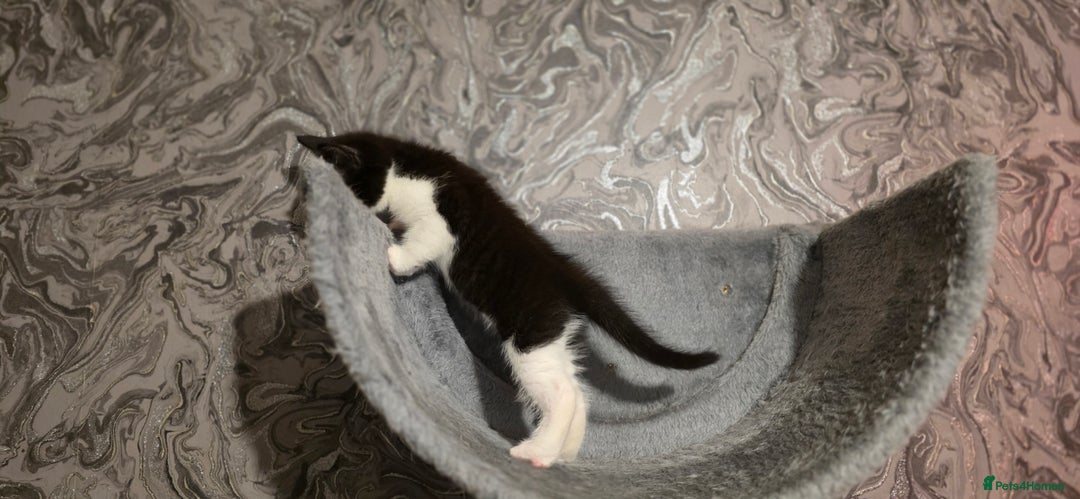 Domestic Shorthair cats for sale: 2 Beautiful Kittens - Uno & Bandana (8 Weeks  Old) - Image 5
