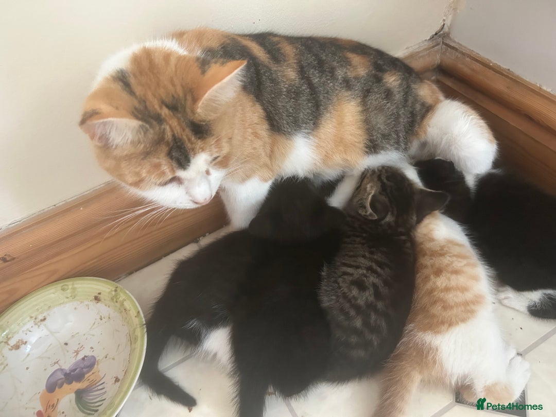 Mixed Breed cats for sale: Two male and three female kittens - Image 9