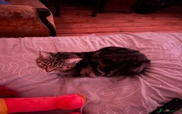 European cats for sale: Tortoiseshell Kittens Ready in 2 months - Image 6