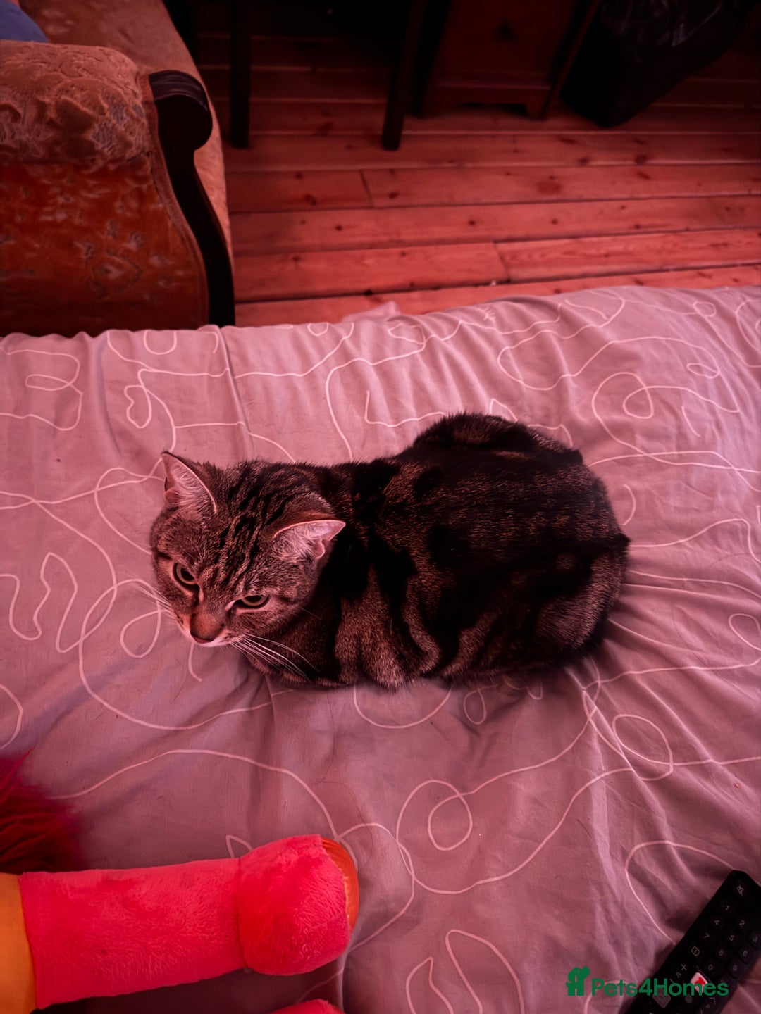 European cats for sale: Tortoiseshell Kittens Ready in 2 months - Image 6