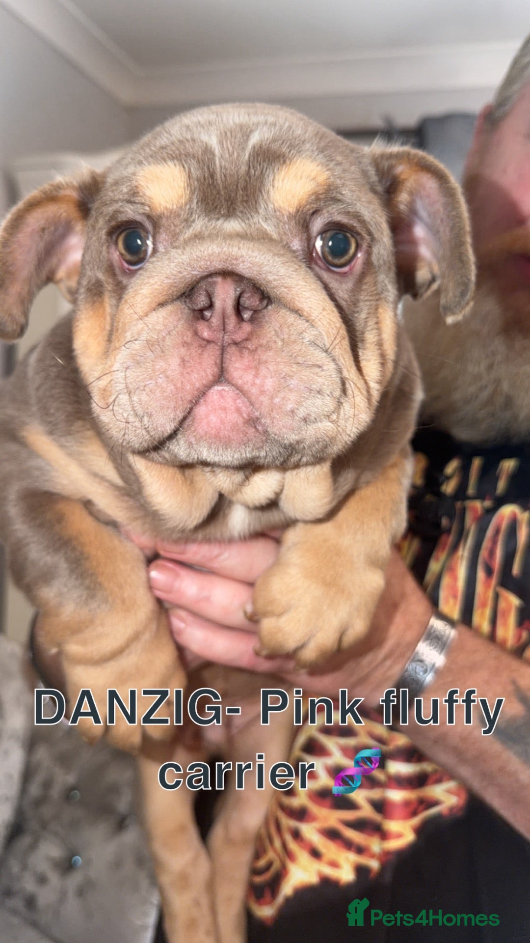 English Bulldog dogs English bulldogs RARE PINK GENE FLUFFY CARRIERS  - Advert 2