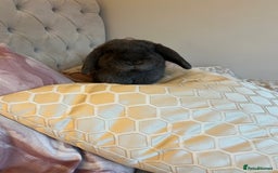Mini Lop rabbits for sale: 🐰 Ernie the Bunny- looking for a loving new home  - Image 10