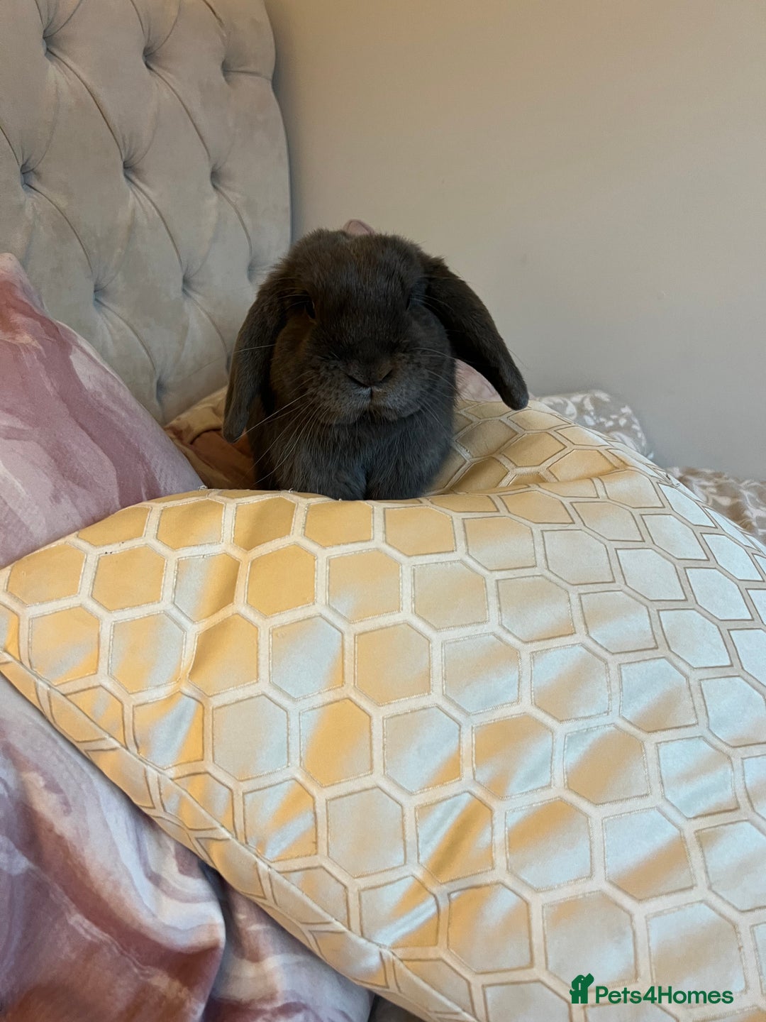 Mini Lop rabbits for sale: 🐰 Ernie the Bunny- looking for a loving new home  - Image 10