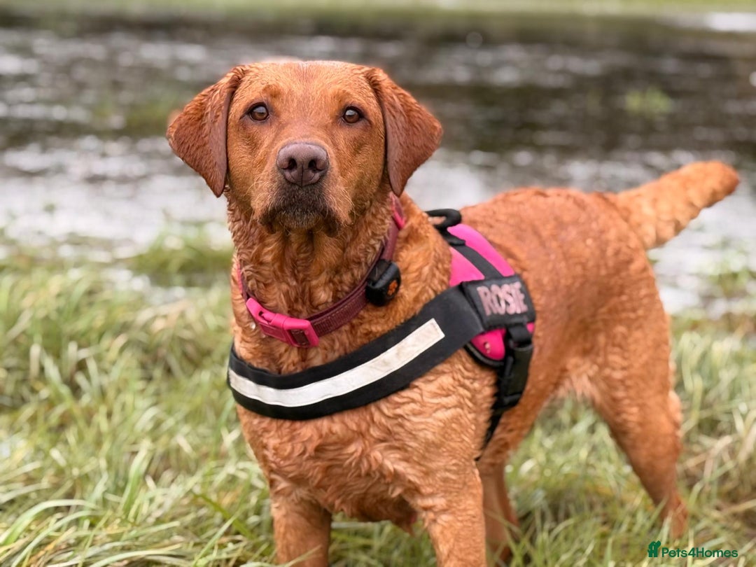 Labrador Retriever dogs for sale: KC Fox Red,Black,Yellow Labrador FTCH in lineage - Advert 9