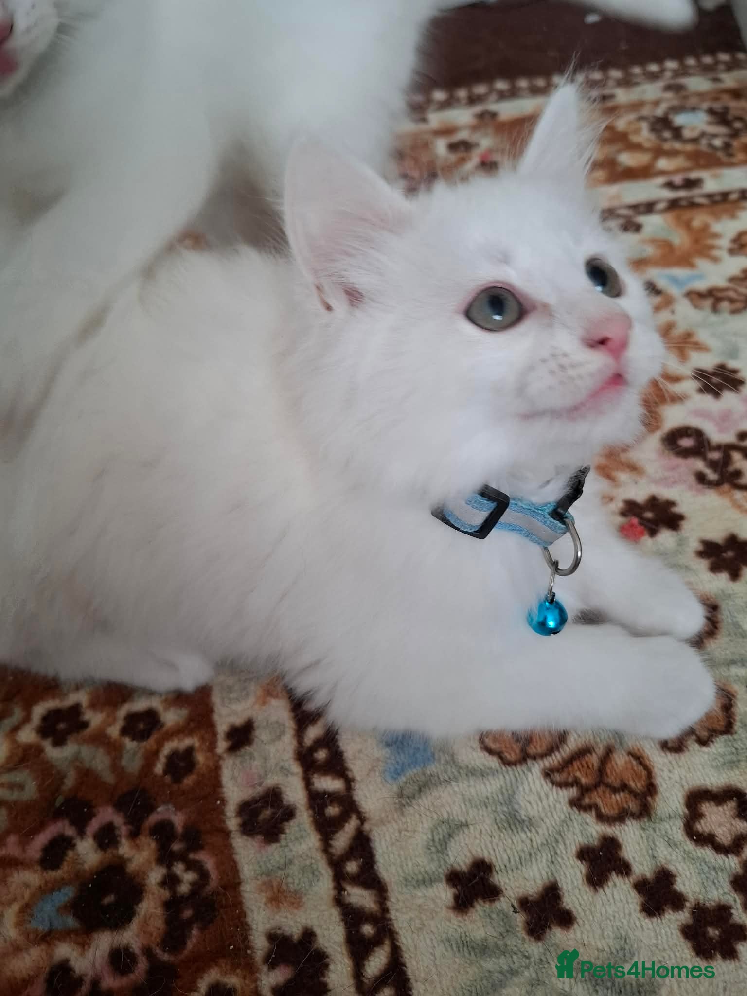 Mixed Breed cats for sale: 3 White Boy Kittens For Sale - Advert 17