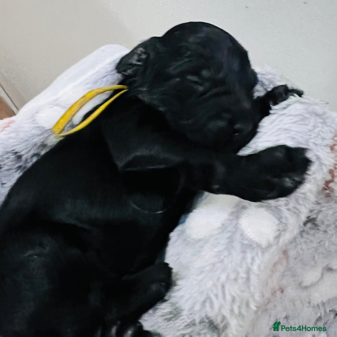 Cockapoo dogs for sale: Beautiful Cockapoo Puppies – 6 Boys & 2 Girls - Advert 16