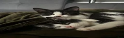 Mixed Breed cats for sale: Kitten for £60 - Advert 1