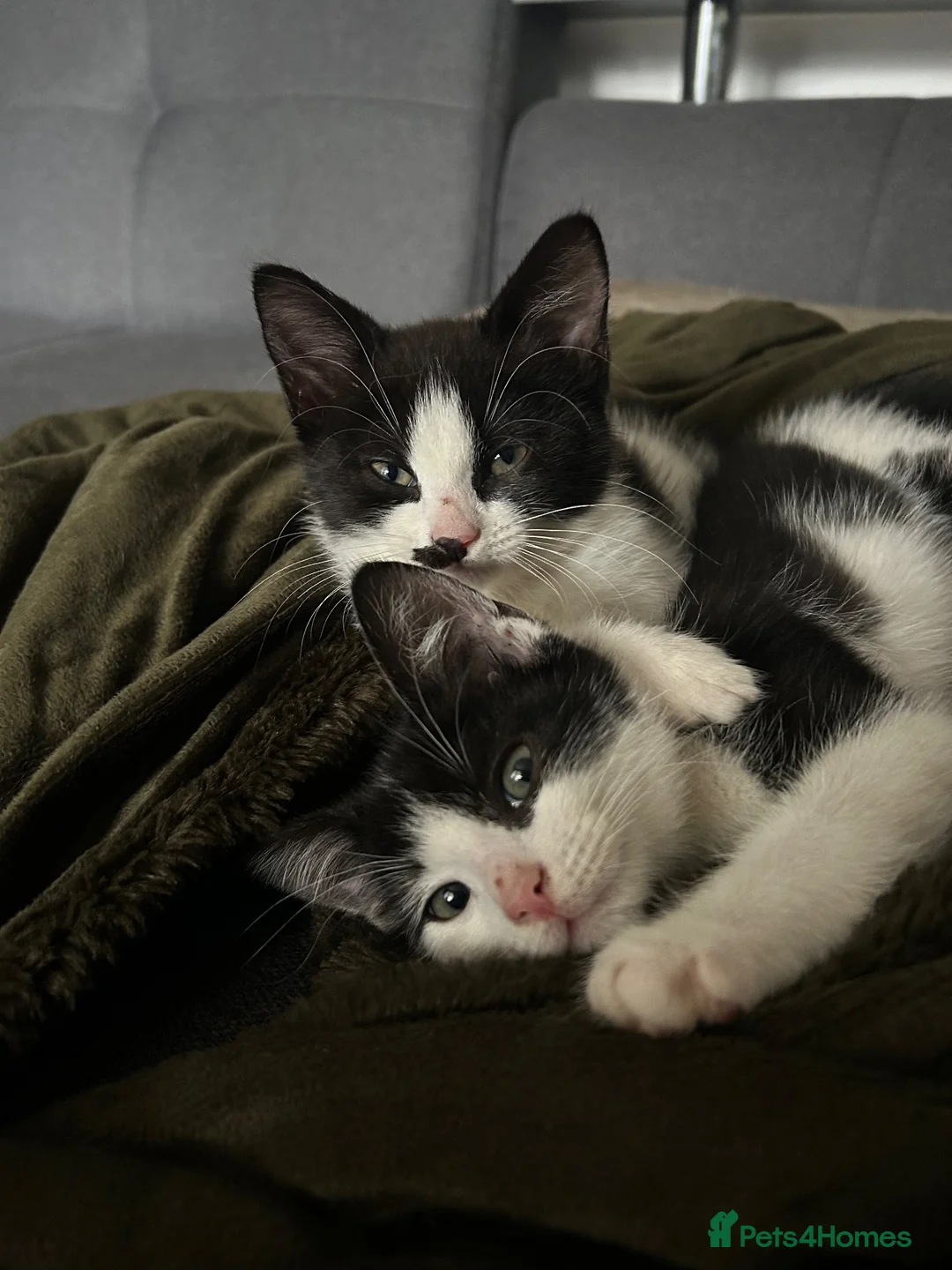 Mixed Breed cats for sale: Kitten for £60 - Advert 1