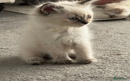 Ragdoll cats for sale: 7 Beautiful Pure Ragdolls for sale - Image 8