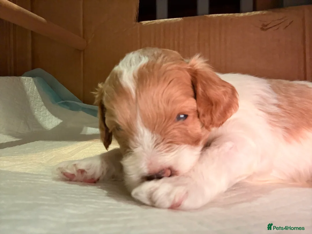 Cockapoo dogs for sale: Toy Poodle x Cockapoo Puppies Family Raised in Hayes - Advert 6