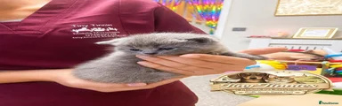 British Shorthair Kitten 3