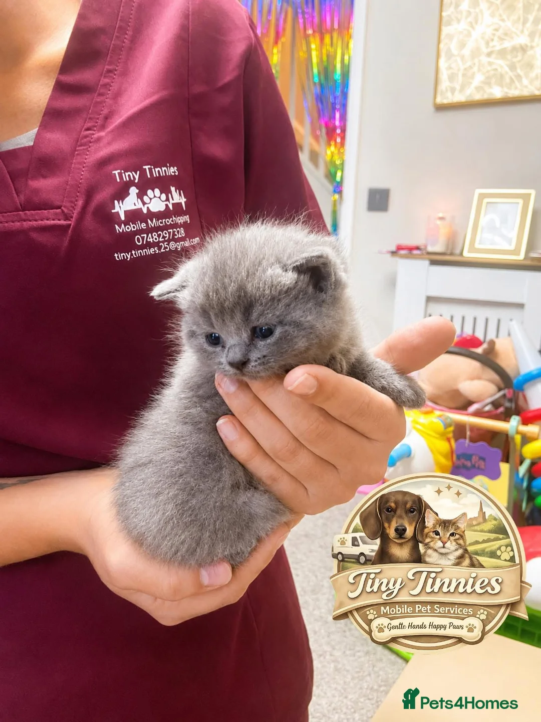 British Shorthair cats for sale: Stunning BSH kittens  - Advert 2