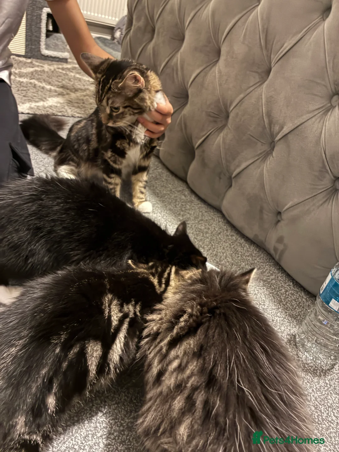 Mixed Breed cats for sale: two domestic kittens - Advert 2