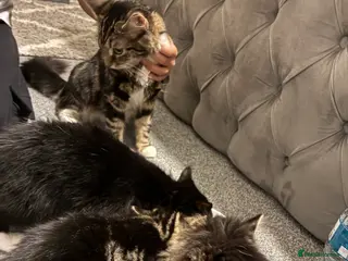 Mixed Breed cats two domestic kittens - Advert 19