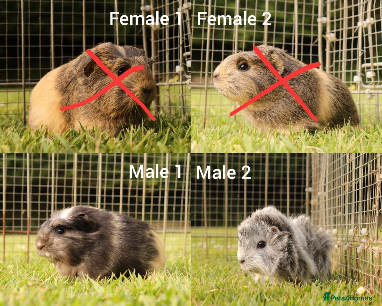 Guinea Pig rodents Baby Guinea Pigs for sale - Advert 1