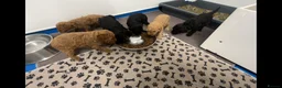 Cavapoo dogs for sale: Stunning Multigen Cavapoo Puppies, DNA Tested - Advert 3