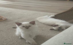 Ragdoll cats for sale: 🌸 Stunning Female Ragdoll Kitten –14 Weeks Old 🌸 - Image 4