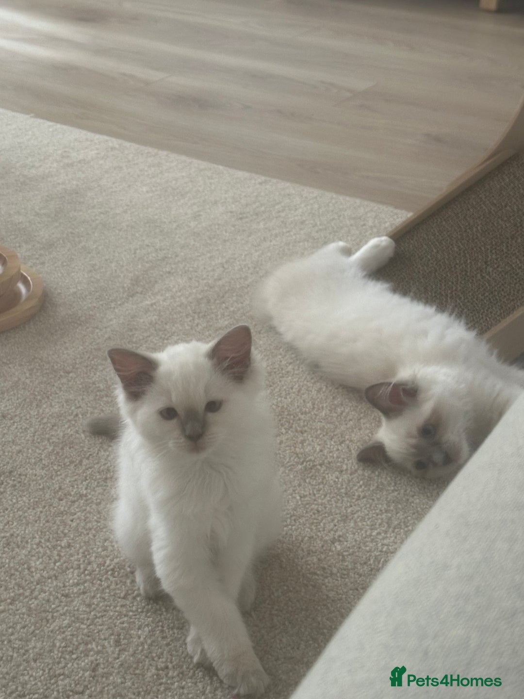 Ragdoll cats for sale: 🌸 Stunning Female Ragdoll Kitten –14 Weeks Old 🌸 - Image 4