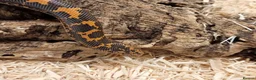 Boa Snake reptiles for sale: Beautiful, Juvenile, Captive-Bred Kenyan Sand Boas - Advert 3