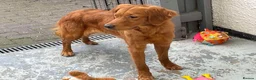Golden Retriever dogs for sale: DARK RED KC REG GOLDEN PUPPIES HEALTH TESTED CLEAR - Advert 8