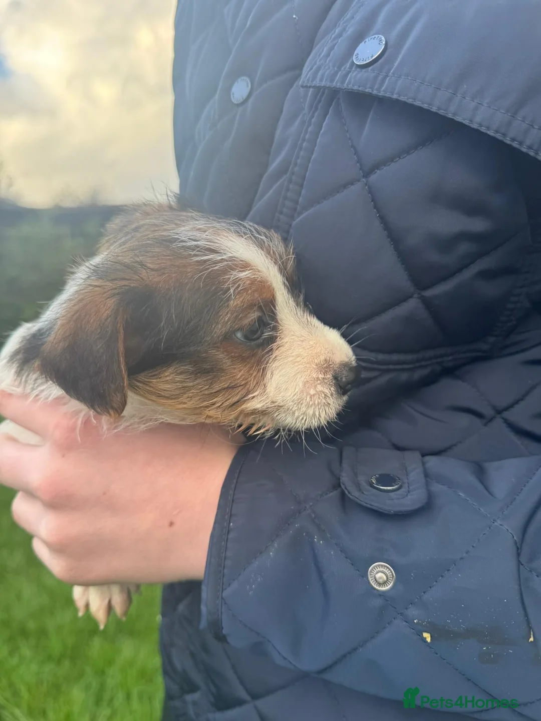 Jack Russell dogs for sale: 3 male tricolour long haired jackrussel puppies  - Advert 3