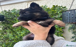 German Shepherd dogs for sale: Beautiful German Shepherd Puppies from Loving Home - Image 9