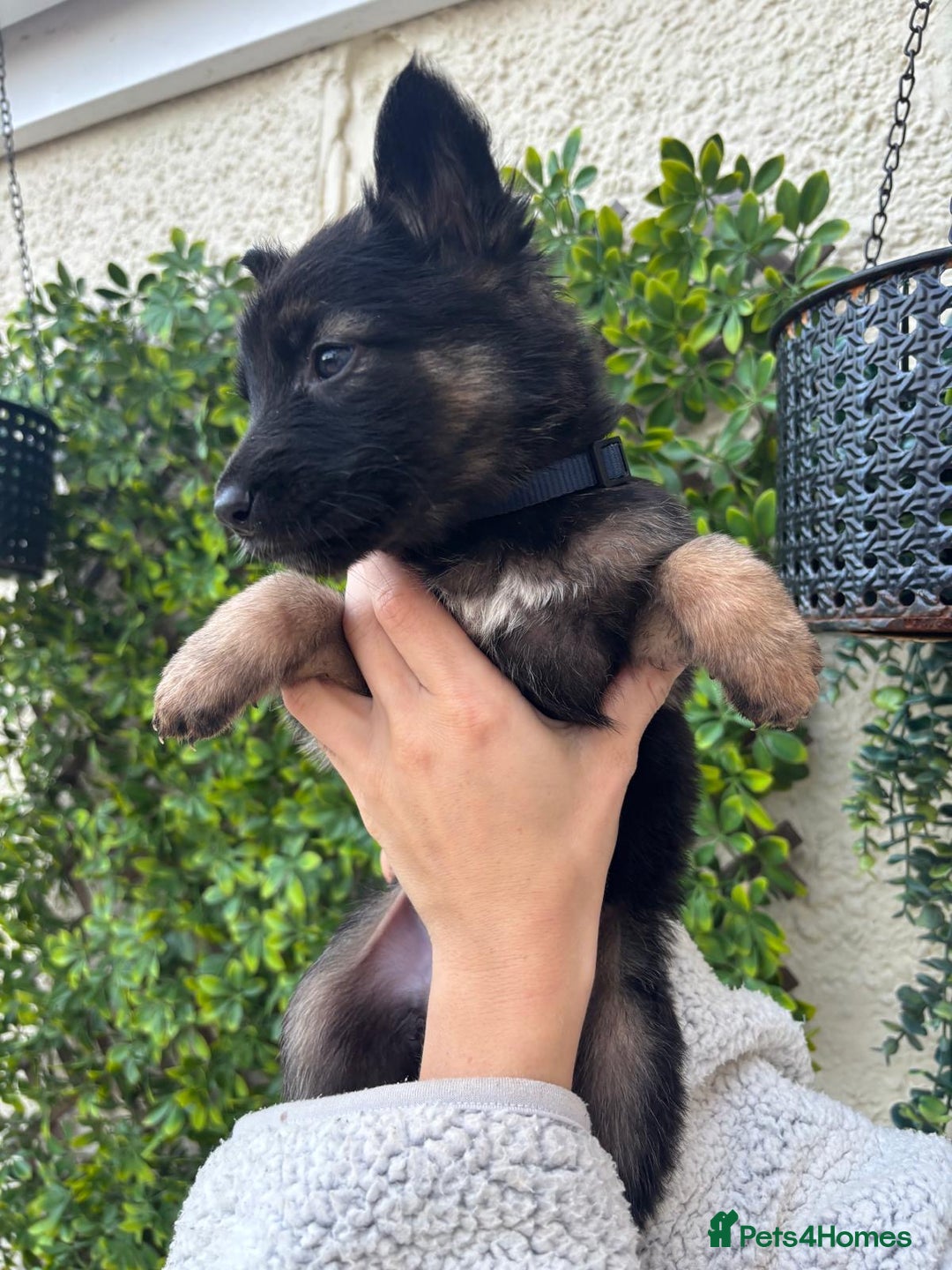 German Shepherd dogs for sale: Beautiful German Shepherd Puppies from Loving Home - Image 9