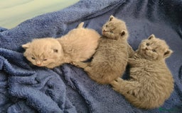 British Shorthair cats for sale: British Shorthair/Scottish Fold - 2 Grey Avail - Image 8