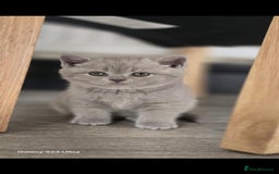 British Shorthair cats for sale: Top Quality GCCF British Shorthair Kittens!  - Image 12