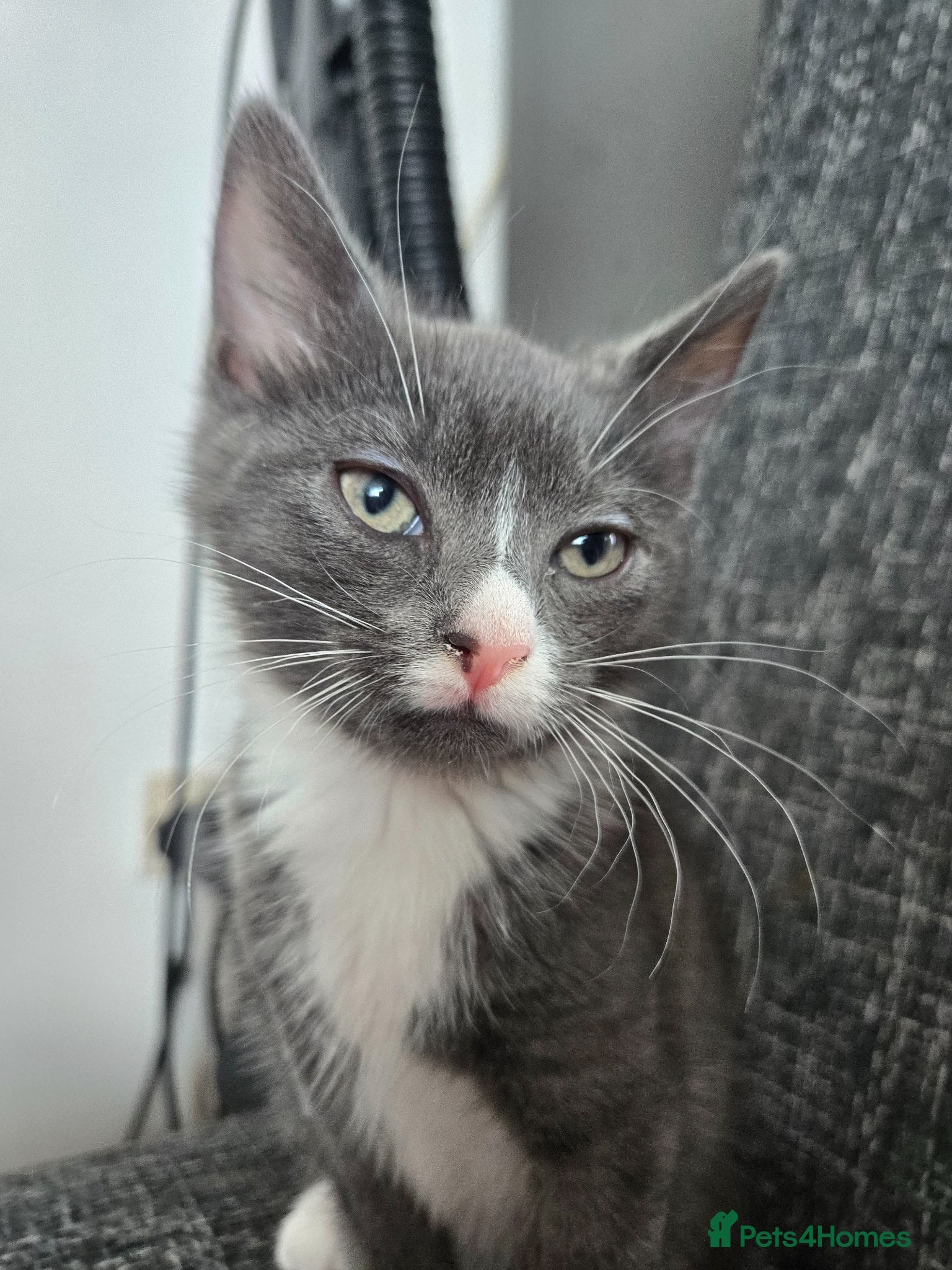 Mixed Breed cats Half bengal - Advert 3