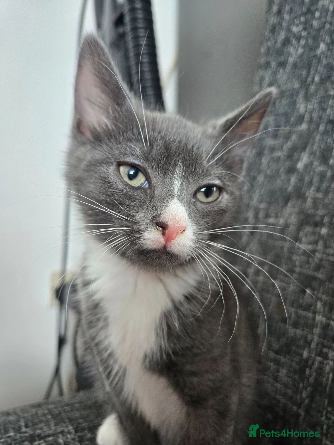 Mixed Breed cats for sale: Half bengal in Stoke-on-Trent - Advert 1