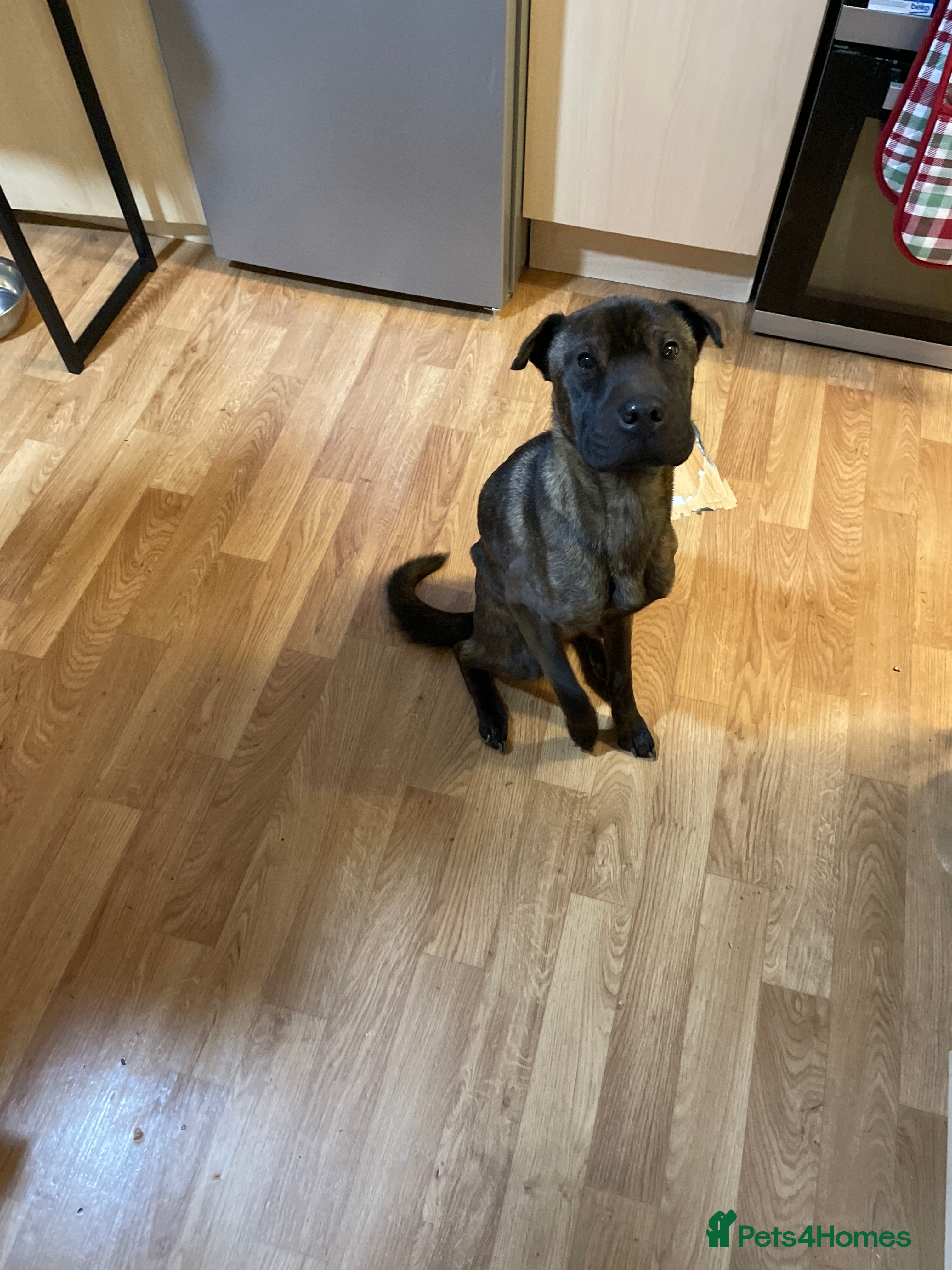 Mixed Breed dogs Female staff/shar pei - Advert 5