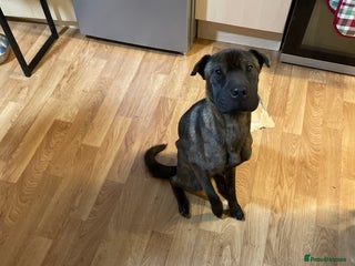 Mixed Breed dogs Female staff/shar pei - Advert 5