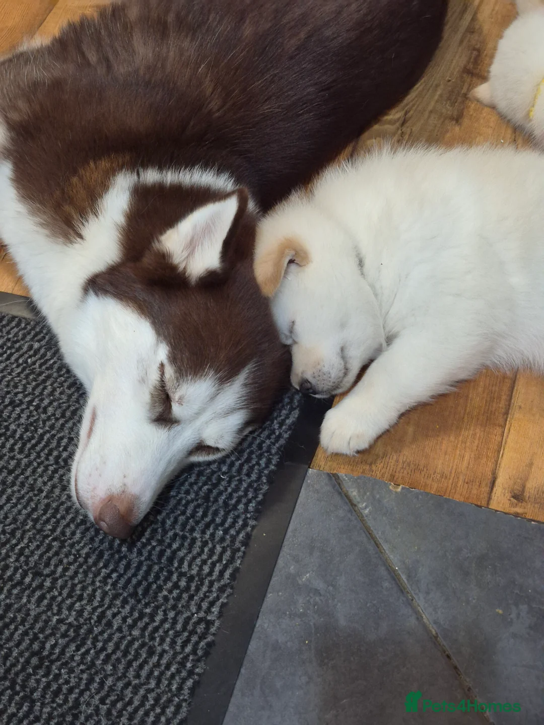 Mixed Breed dogs for sale: Siberian husky/ chow chow (chowski) - Advert 4