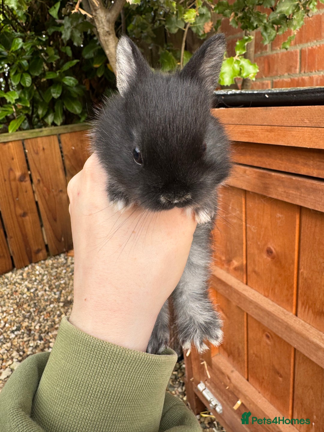 Netherland Dwarf rabbits for sale: Netherland dewarfs, ready to leave in 6 weeks  - Image 17