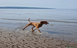 Hungarian Vizsla dogs for stud: Red The Vizsla - Image 4