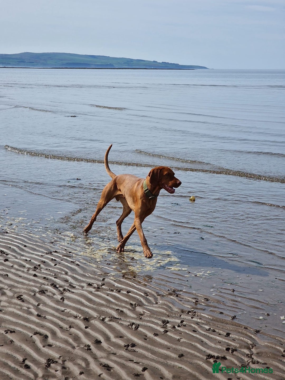 Hungarian Vizsla dogs for stud: Red The Vizsla - Image 4