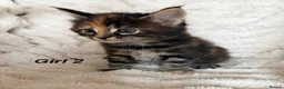 Maine Coon cats for sale: Maine coon kittens ready to reserve  - Advert 15