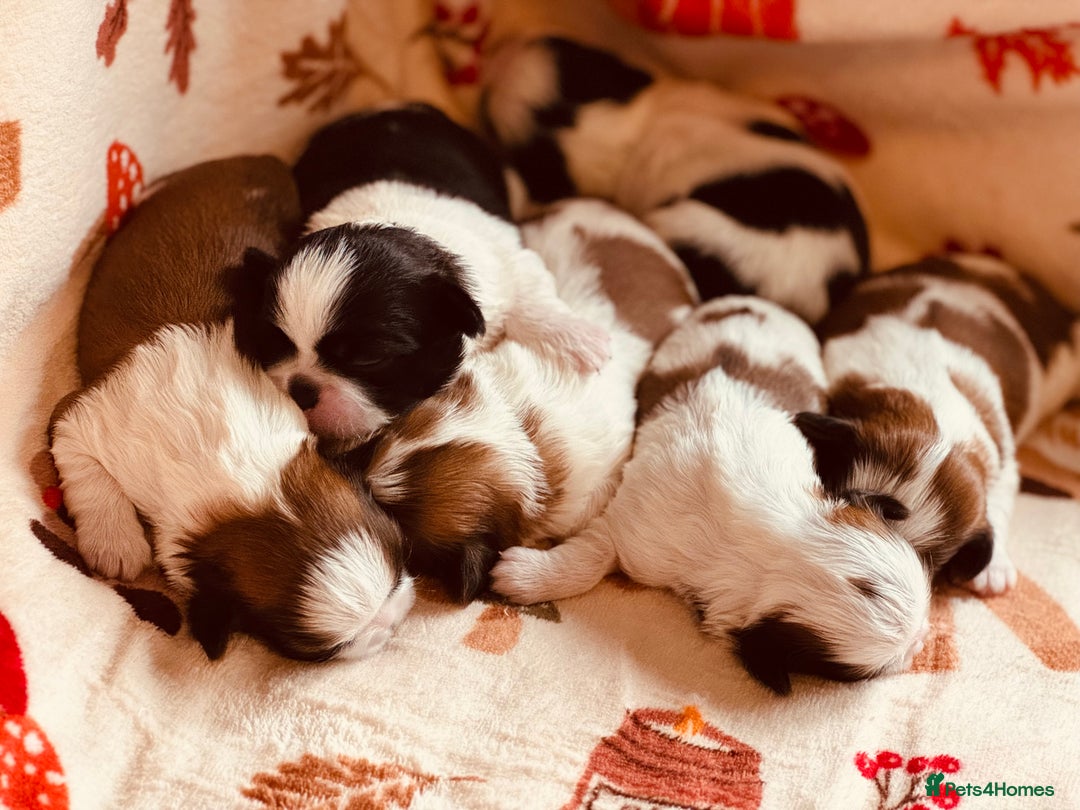 Shih Tzu dogs for sale: Shih tzu puppies - Image 9