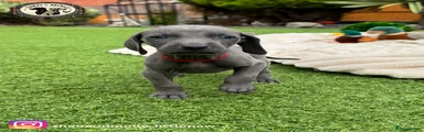 Weimaraner 7