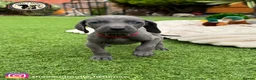 Weimaraner dogs for sale: 🐾KC Registered Blue & Silver Weimaraner Puppies🐾 - Advert 29